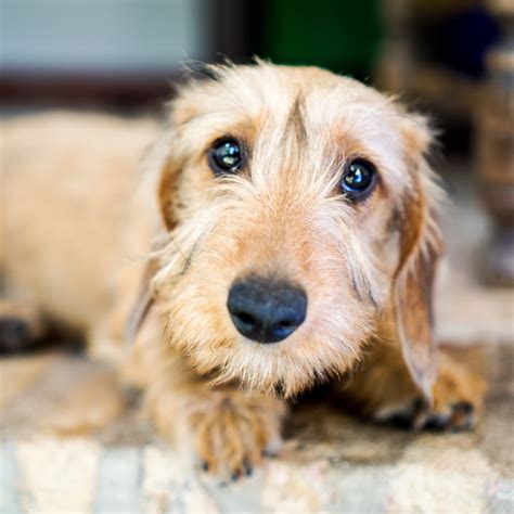  The coat of the wire-haired Miniature Dachshund should be plucked twice a year